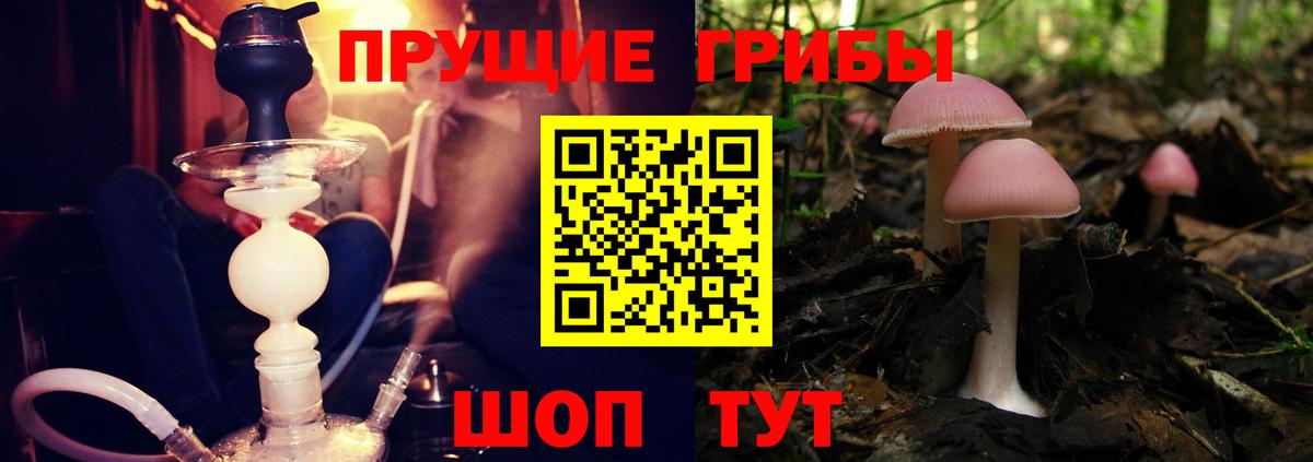 Жигулёвск  Галлюциногенные грибы прущие грибы  Вход с VPN 
